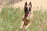 MALINOIS 200